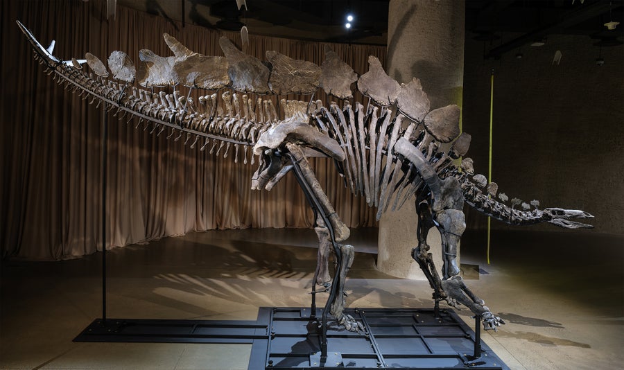 The Apex Stegosaurus on view in the American Museum of Natural History, photographed from the side