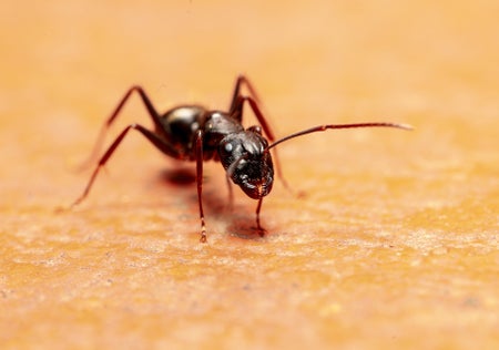 A close-up photo of a carpenter ant on a yellowish background.