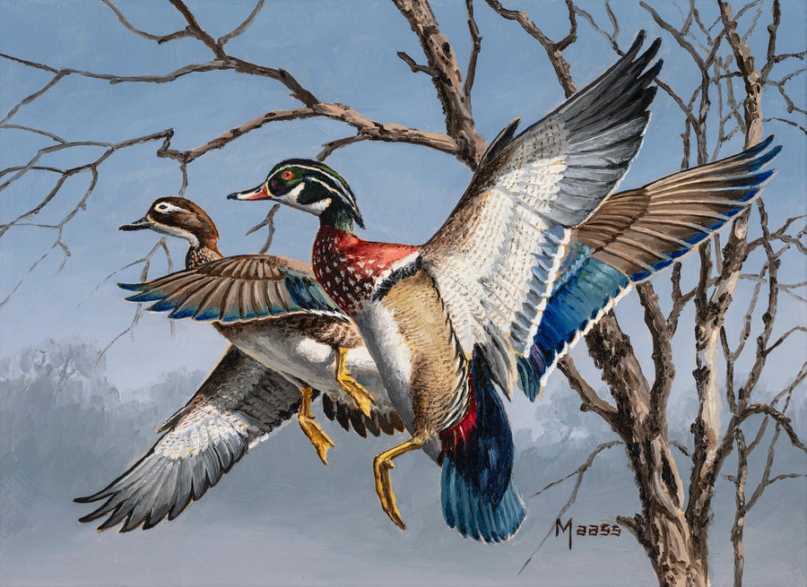 Wood Ducks in flight.