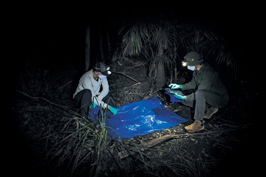 Researchers spread a plastic sheet under a flying fox roost in the dark